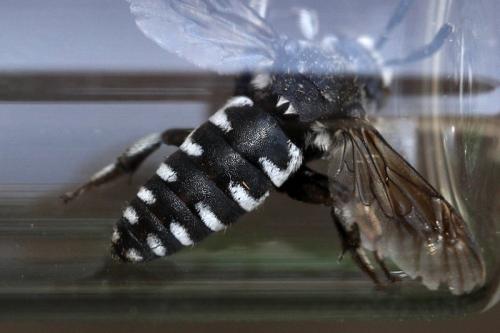 Thyreus ramosus